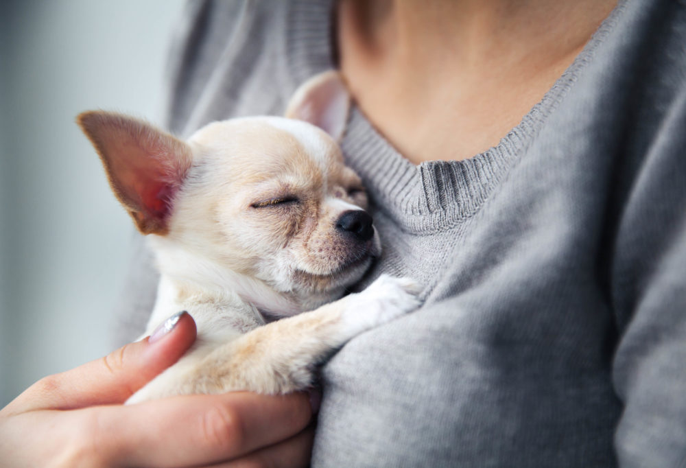One employee benefit is for employees who have adopted rescue pets